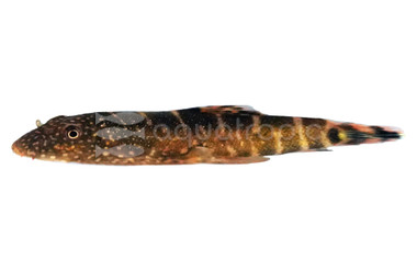 Ocellatus Borneo Sucker Loach :: 94213