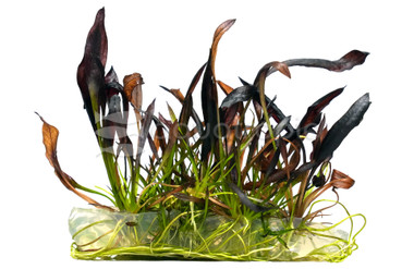 Echinodorus "Aflame" Bag AT :: 65736