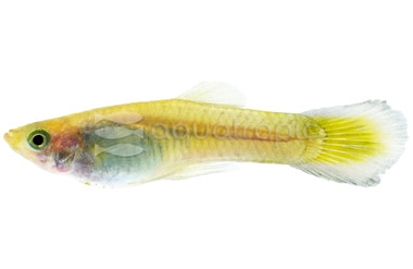 Moscow Yellow Guppy, Male  :: 40625