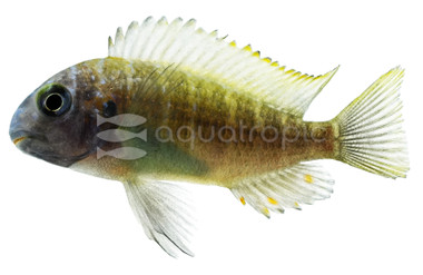 T. Moorii Chilambo Yellow Rainbow :: 18184