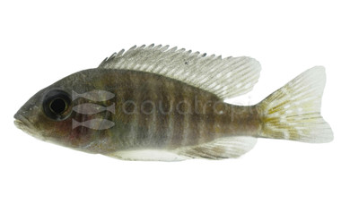 Peacock Usisya Cichlid :: 76897