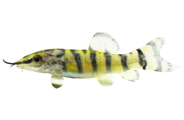 Blyth's Loach :: 43015