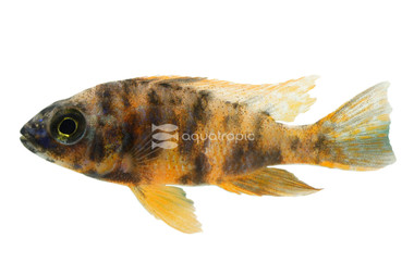 Multicolor OB Peacock Malawi Cichlid :: 18032