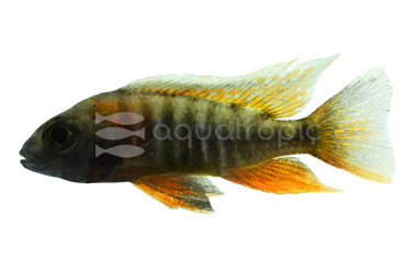 Jacobfreibergi Peacock Malawi Cichlid :: 12293