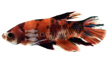 Giant Betta, Male :: 68100