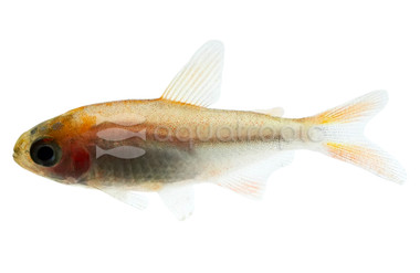 Wadai Blueberry Tetra :: 54924