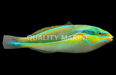 Orange Axil Wrasse, Pair  :: 21168