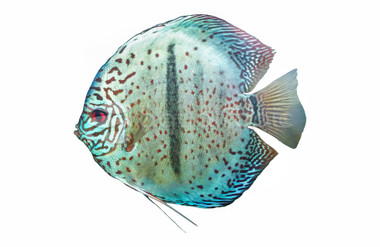 Heckel Blue Discus :: 97038