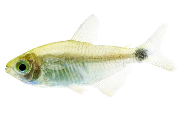 Procyon Raccoon Tetra :: 93910