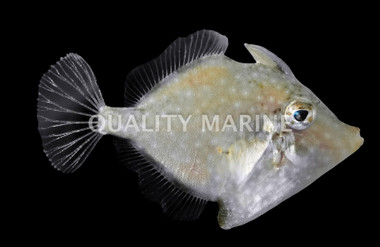 Whitespotted Pygmy Filefish :: 16535