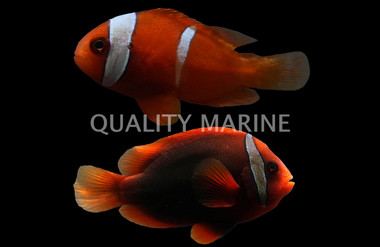 Tomato Clownfish, Pair :: 51925