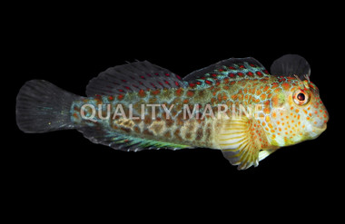 Tesselated Blenny :: 11612