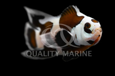 Longfin Mocha Storm Ocellaris Clownfish :: 46617