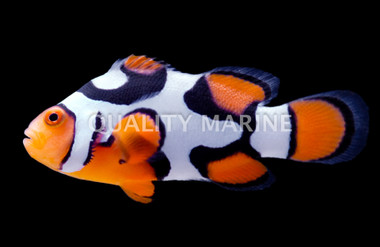 Picasso Percula Clownfish, Black P2, Bali Aquarich :: 54634