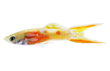Endler's Red Chest Male Guppy :: 87553