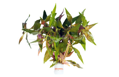 Alternanthera reineckii (Round Red)  - bunch :: 75061