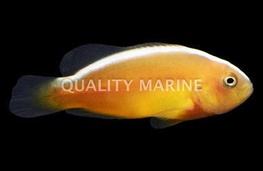 Bali Aquarich Skunk Orange Clownfish :: 14237