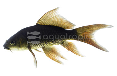 Black Butterfly Koi, Select :: 39110