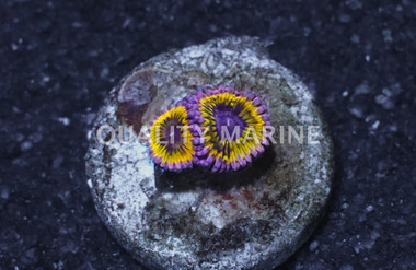 Zoa, Pink Lemonade :: 94736