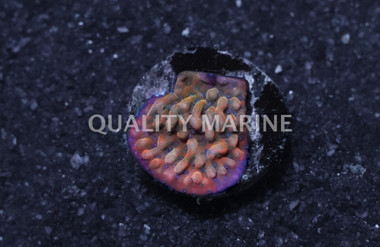 Encrusting, Altered Ego :: 50731