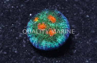 Chalice, Boogie Man :: 51327