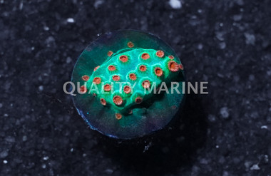 Cyphastrea, Reptar :: 46250