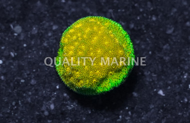 Psammocora, Lemon Lime :: 16164