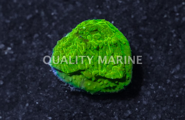 Monti, Encrusting Neon Green w/ Green polyps :: 21725