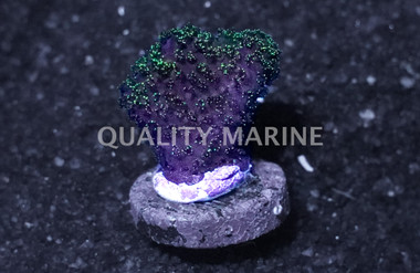 Cat's Paw, Green Goblin :: 17370