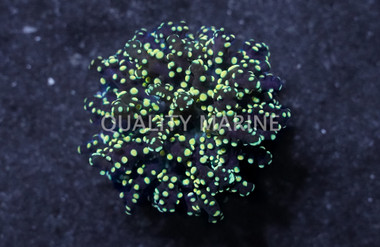 Octopus Branch Gold Tip :: 56484