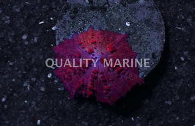 Umbrella Red Corallimorph (per Polyp) :: 91046