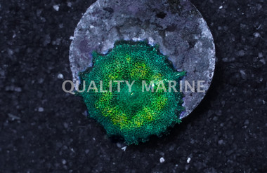 Umbrella Green Corallimorph (per Polyp) :: 13914
