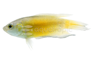 Fire & Ice Paradise Gourami :: 28226