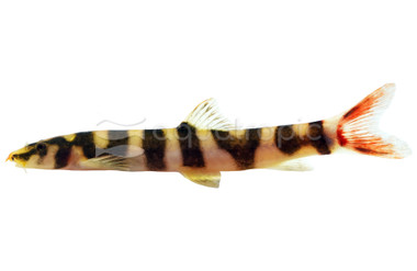 Redtail Sand Loach :: 88483