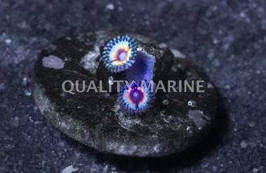 Zoa, Sonic Flare :: 52788
