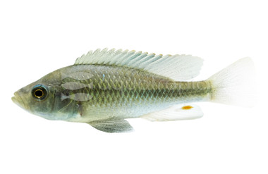 Haplochromis Piceatus Malawi Cichlid :: 95463