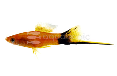 Berlin Swordtail :: 35005
