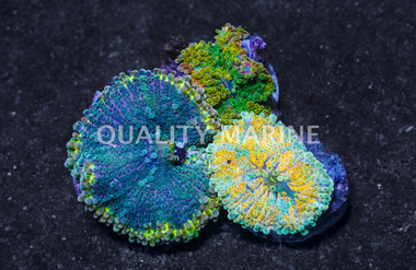 Mushroom Yuma Colored Mushroom Frag :: 86192