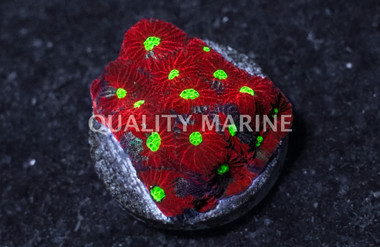 Favites Colored :: 96650