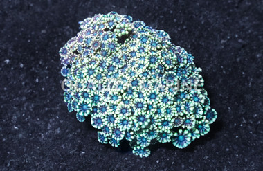 Daisy, Yellow/Gold  :: Australia / Coral Sea :: 41603