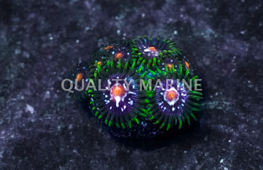 Zoa, Stargazer :: East Americas :: 32185