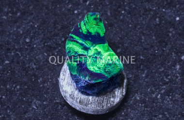 Spiny Cup, Green :: Eastern Asia :: 31094