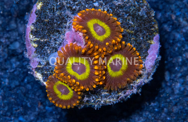 Peacock Nipple Zoa :: 60118