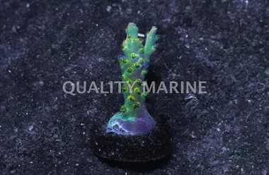 Acropora, Snow Dragon  :: East Americas :: 19106