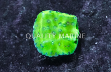 Scroll, Green Fire :: East Americas :: 20268