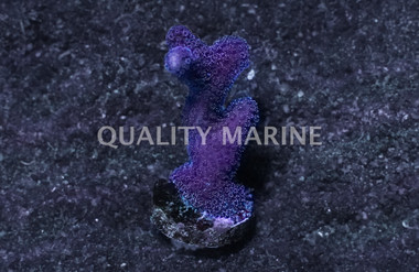 Cat's Paw, Blue :: East Americas :: 45589