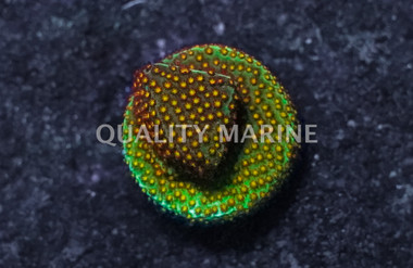 Stylocoeniella, Close Encounter Corals :: 67283