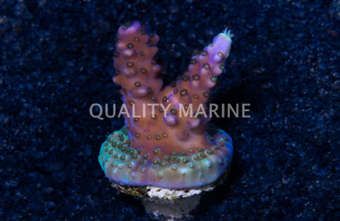 Acropora, Paletta Blue Corals :: 82787