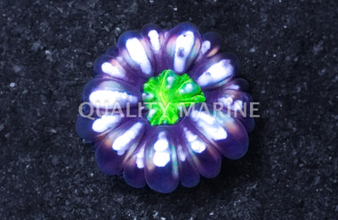 Ultra Button Coral :: 83140