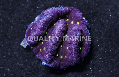 Brain Dented Pink  :: Eastern Asia :: 40891